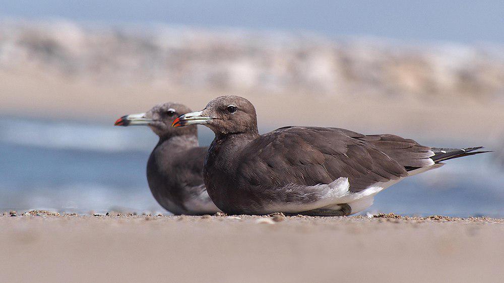 白领鸥 / Sooty Gull / Ichthyaetus hemprichii