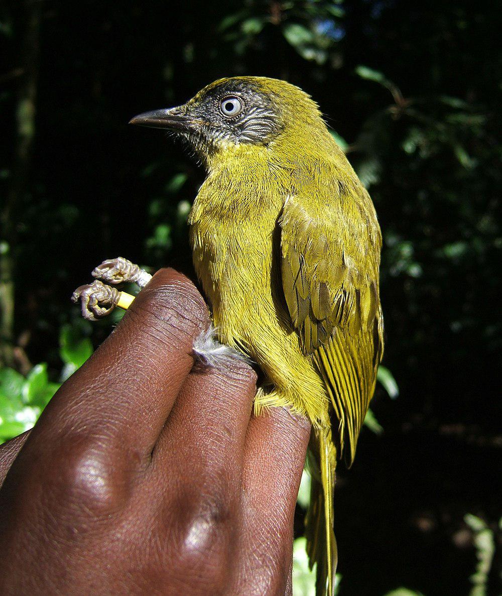 纹脸绿鹎 / Stripe-faced Greenbul / Arizelocichla striifacies