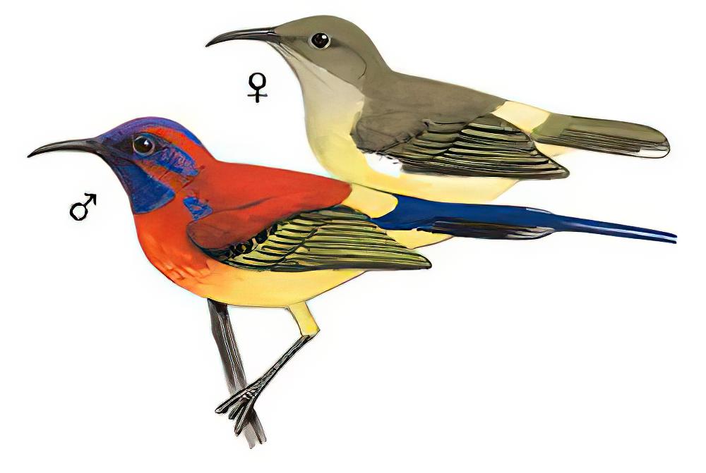 蓝喉太阳鸟 / Mrs. Gould\'s Sunbird / Aethopyga gouldiae