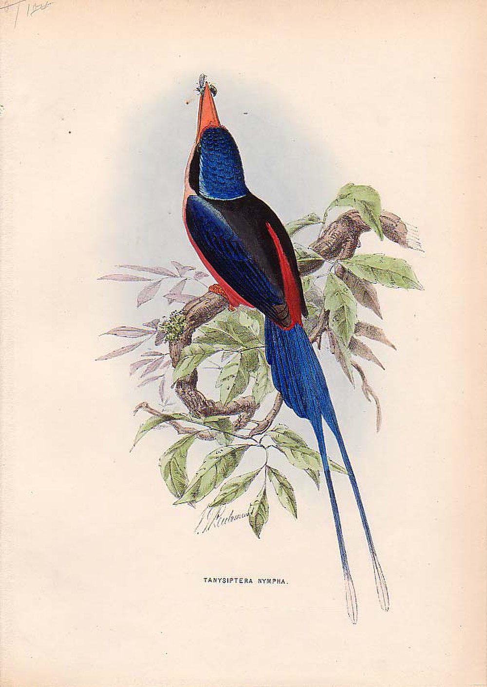 粉胸仙翡翠 / Red-breasted Paradise Kingfisher / Tanysiptera nympha