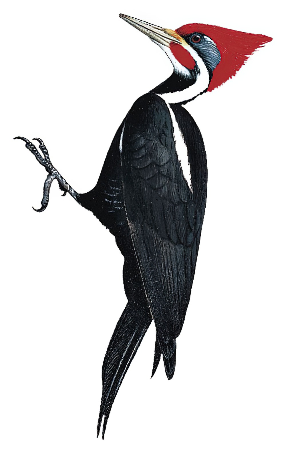 南美黑啄木鸟 / Black-bodied Woodpecker / Dryocopus schulzii