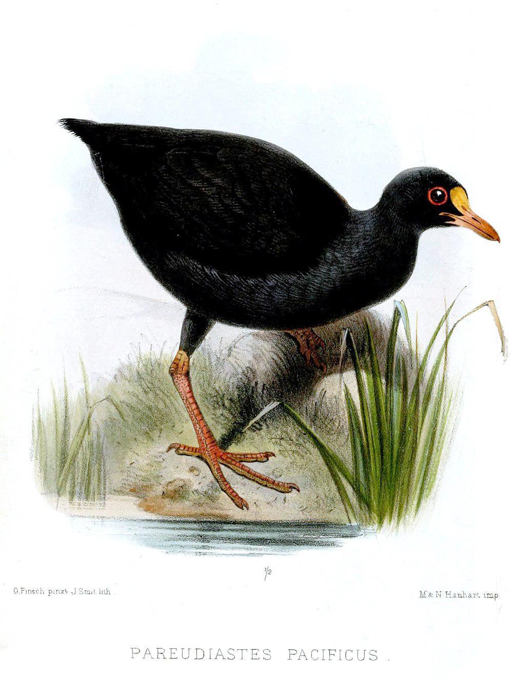 萨摩亚水鸡 / Samoan Woodhen / Gallinula pacifica