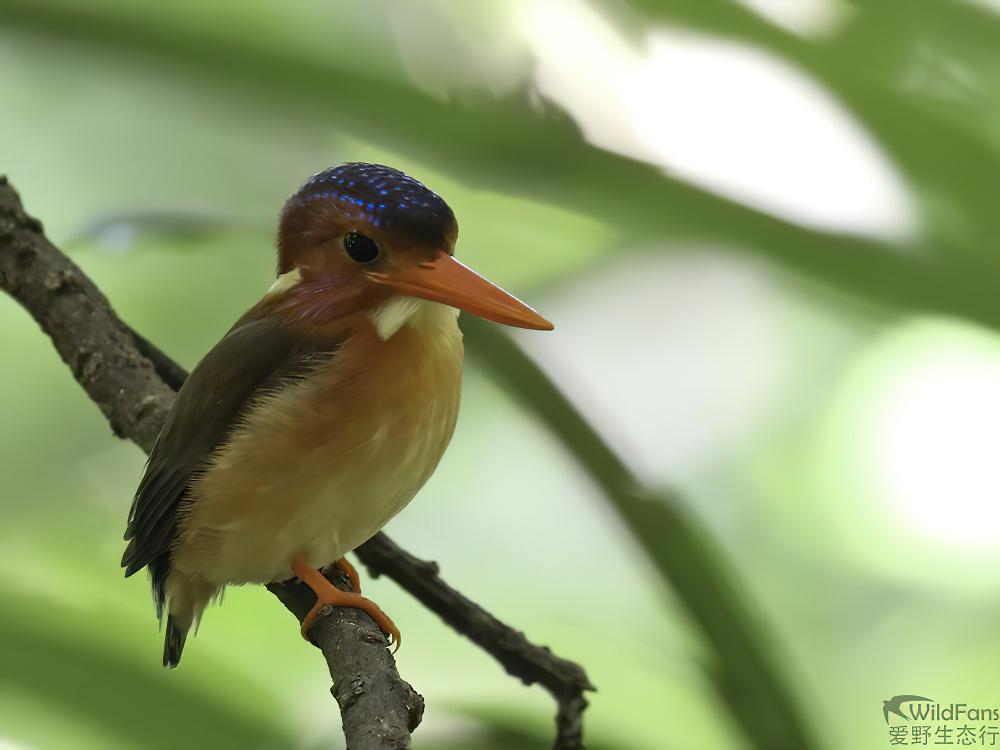 小三趾翠鸟 / Sulawesi Dwarf Kingfisher / Ceyx fallax