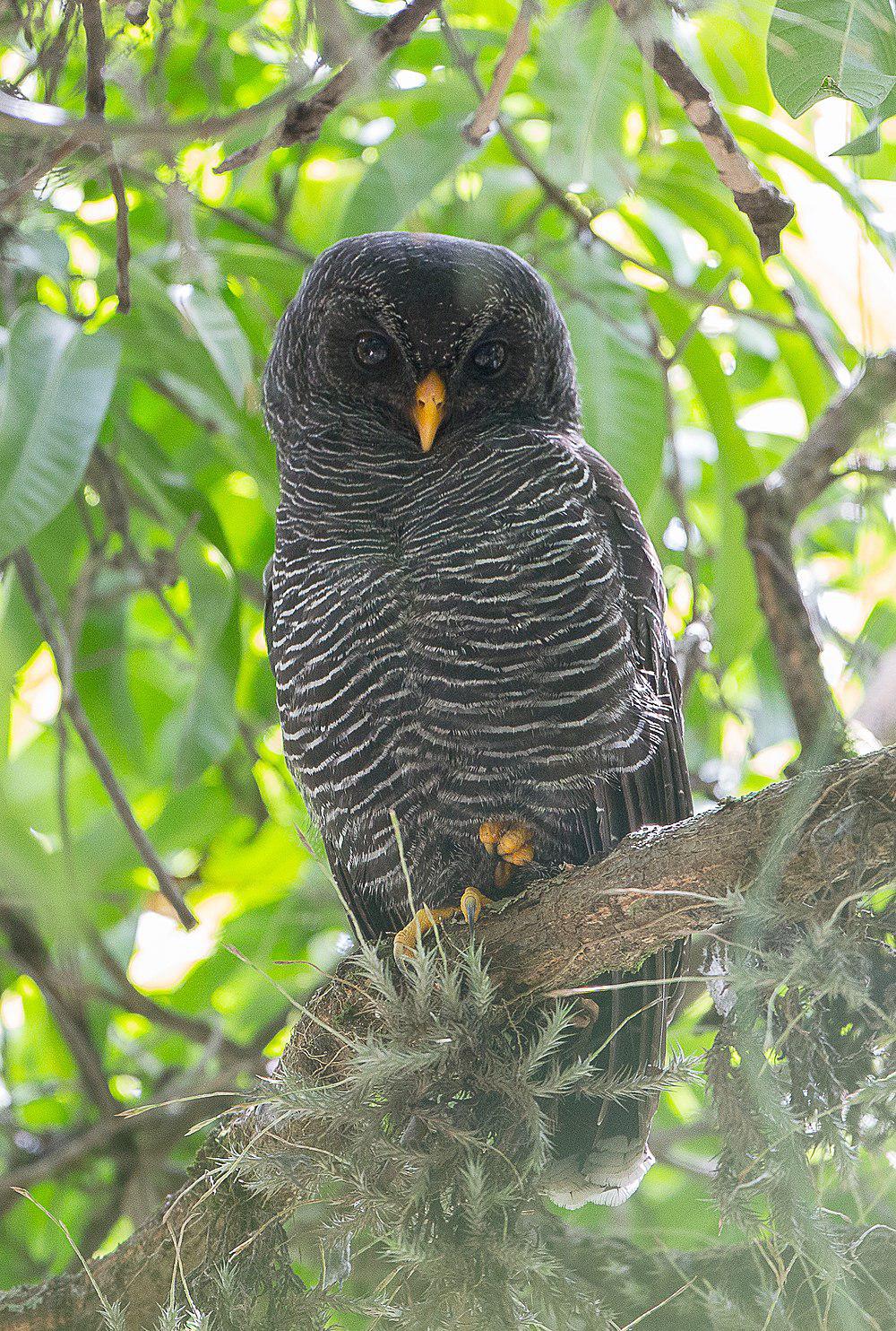 黑斑林鸮 / Black-banded Owl / Strix huhula