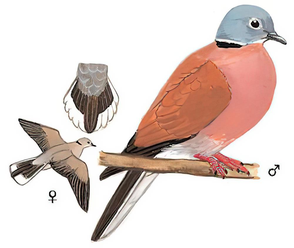 火斑鸠 / Red Collared Dove / Streptopelia tranquebarica