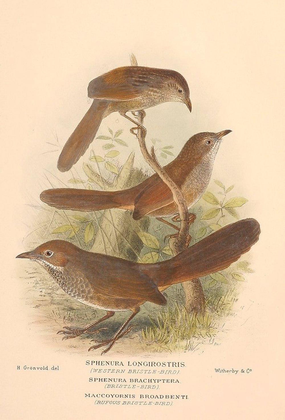 棕刺莺 / Eastern Bristlebird / Dasyornis brachypterus