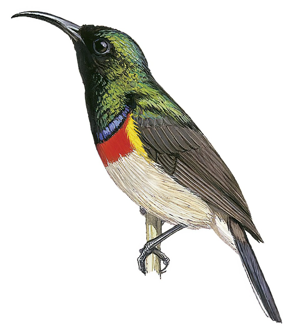 西非花蜜鸟 / Western Miombo Sunbird / Cinnyris gertrudis