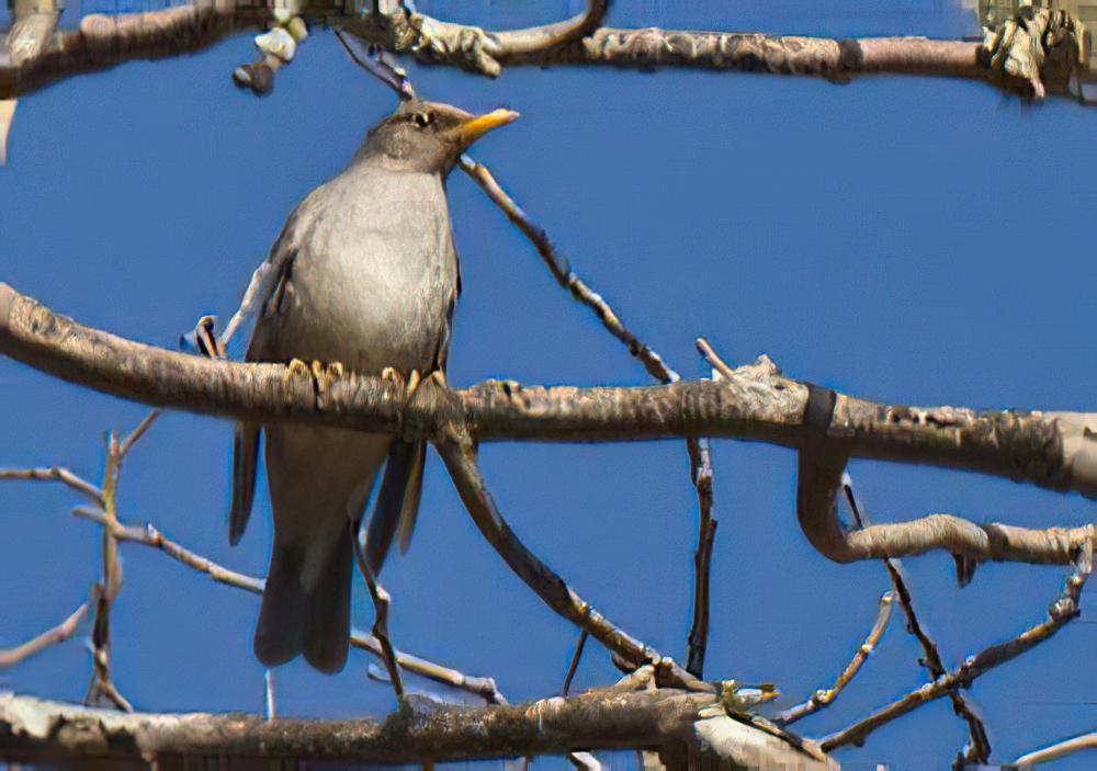 梯氏鸫 / Tickell\'s Thrush / Turdus unicolor