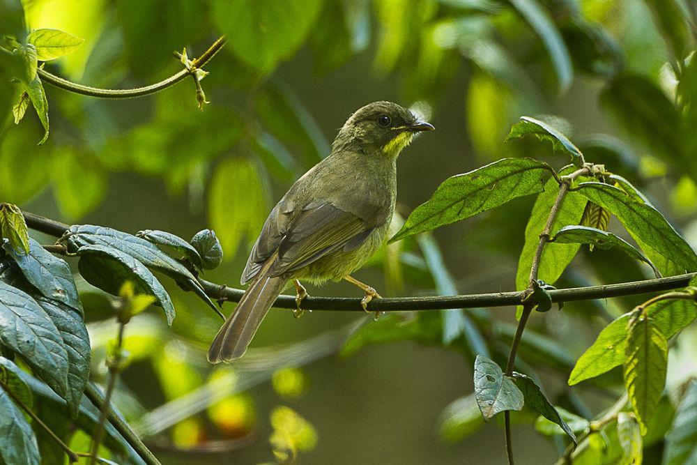 黄须绿鹎 / Yellow-whiskered Greenbul / Eurillas latirostris