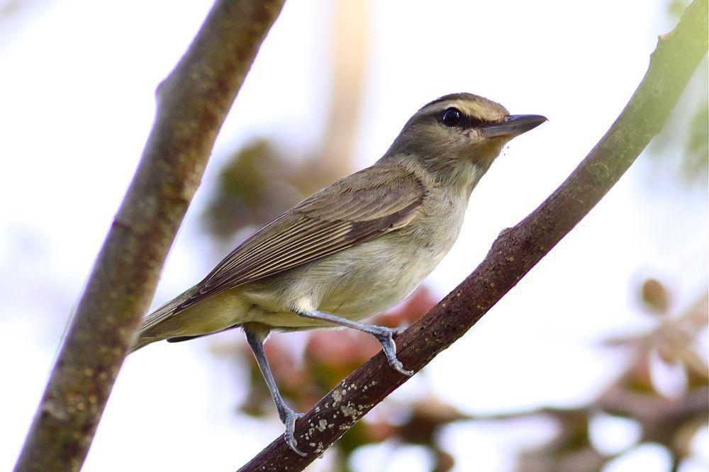 尤卡莺雀 / Yucatan Vireo / Vireo magister