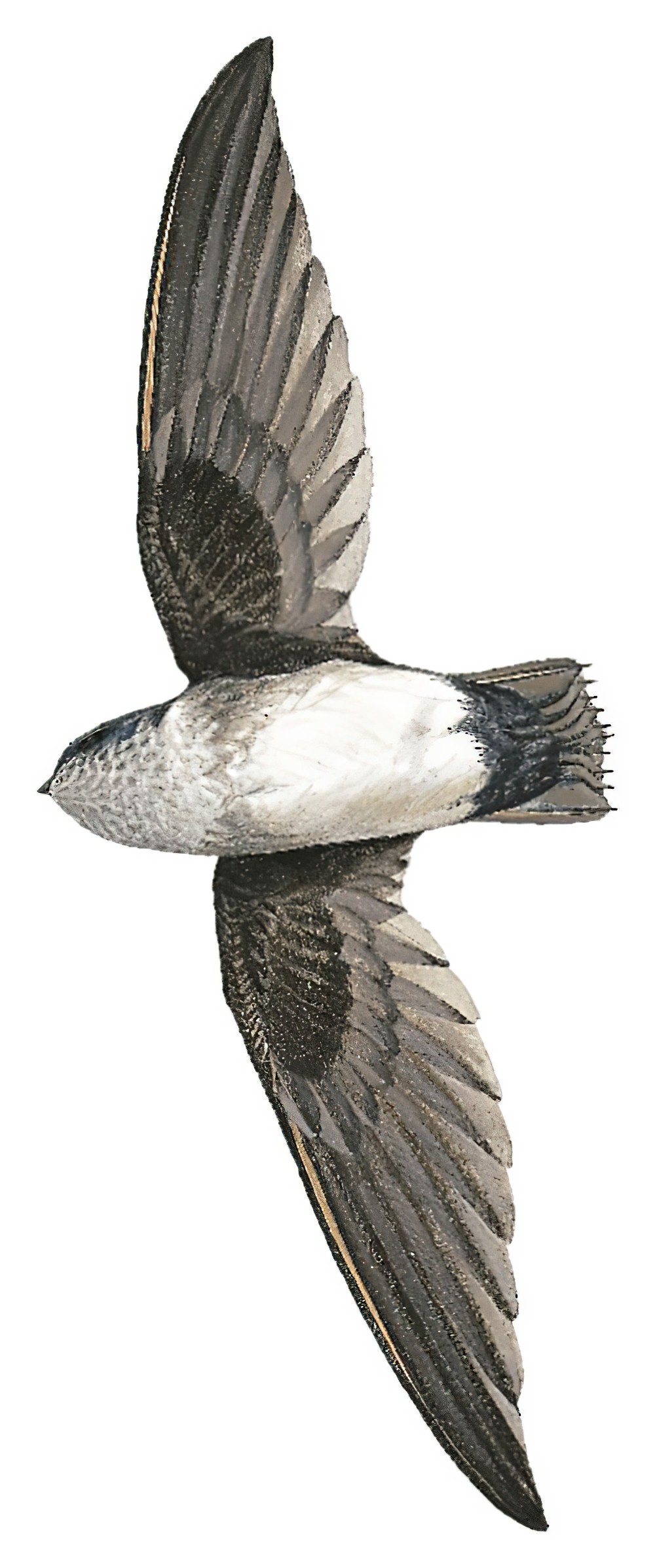 新几内亚雨燕 / Papuan Spine-tailed Swift / Mearnsia novaeguineae