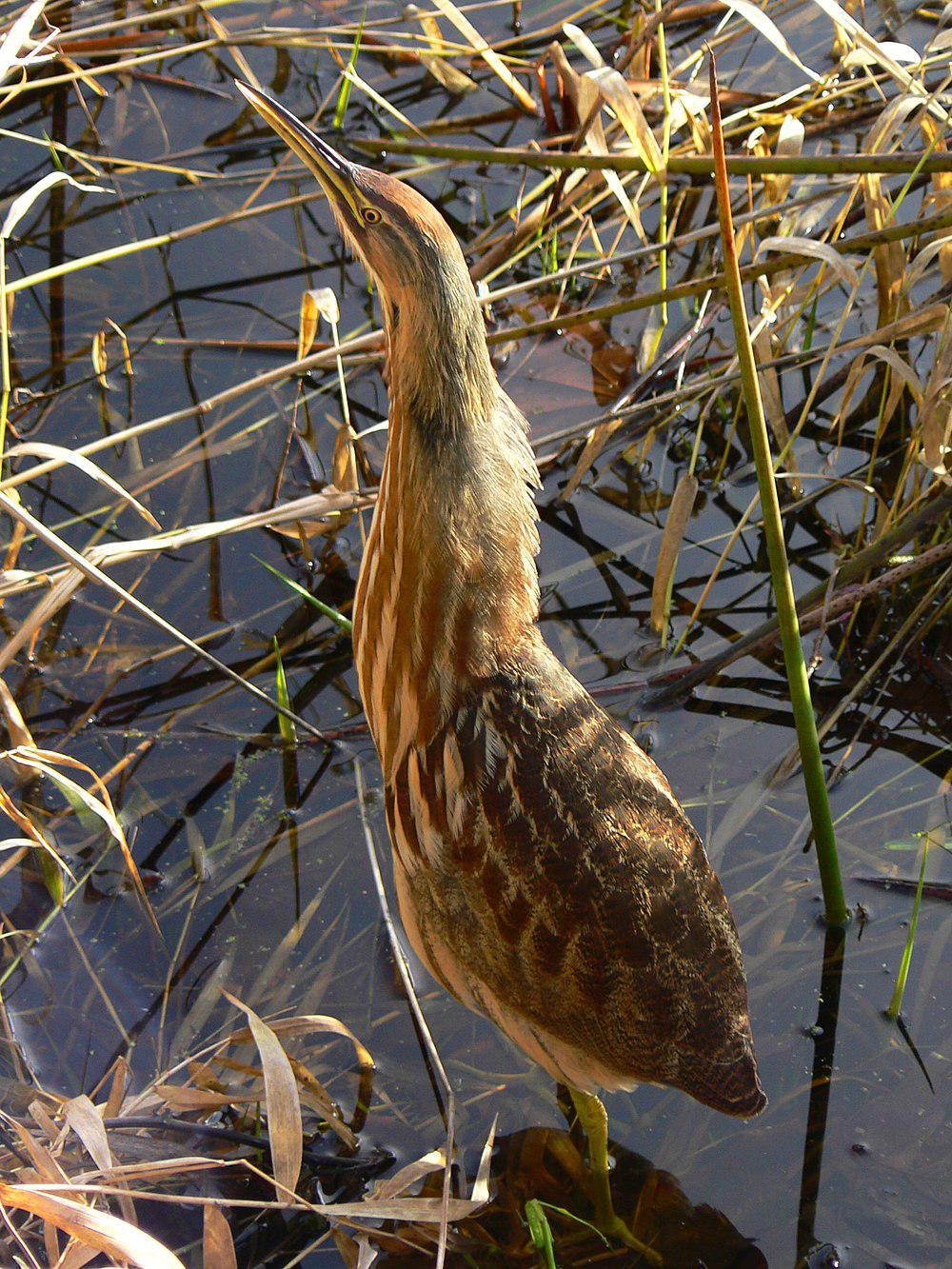 美洲麻鳽 / American Bittern / Botaurus lentiginosus