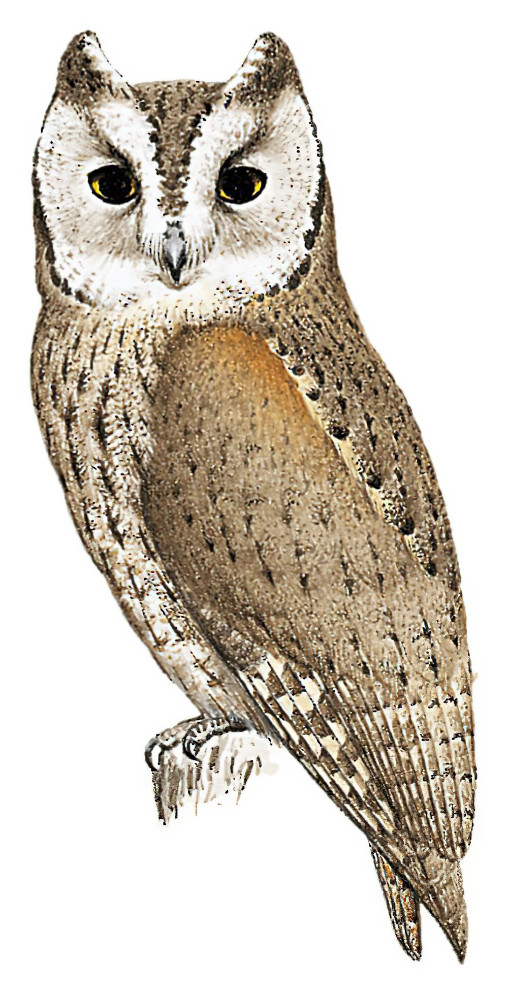 阿拉伯角鸮 / Arabian Scops Owl / Otus pamelae