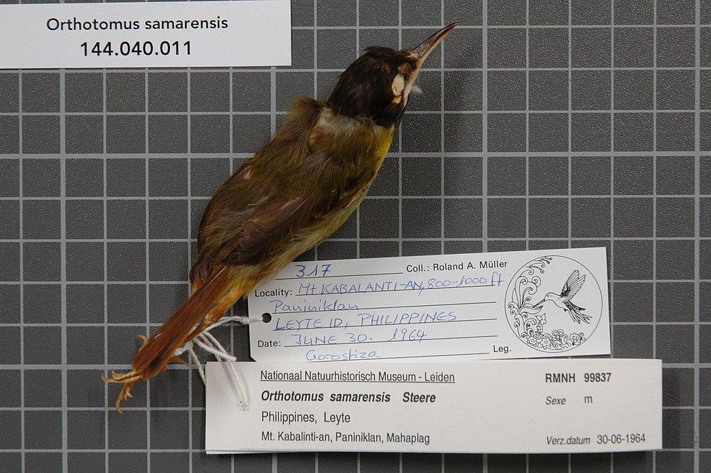 萨马缝叶莺 / Yellow-breasted Tailorbird / Orthotomus samarensis