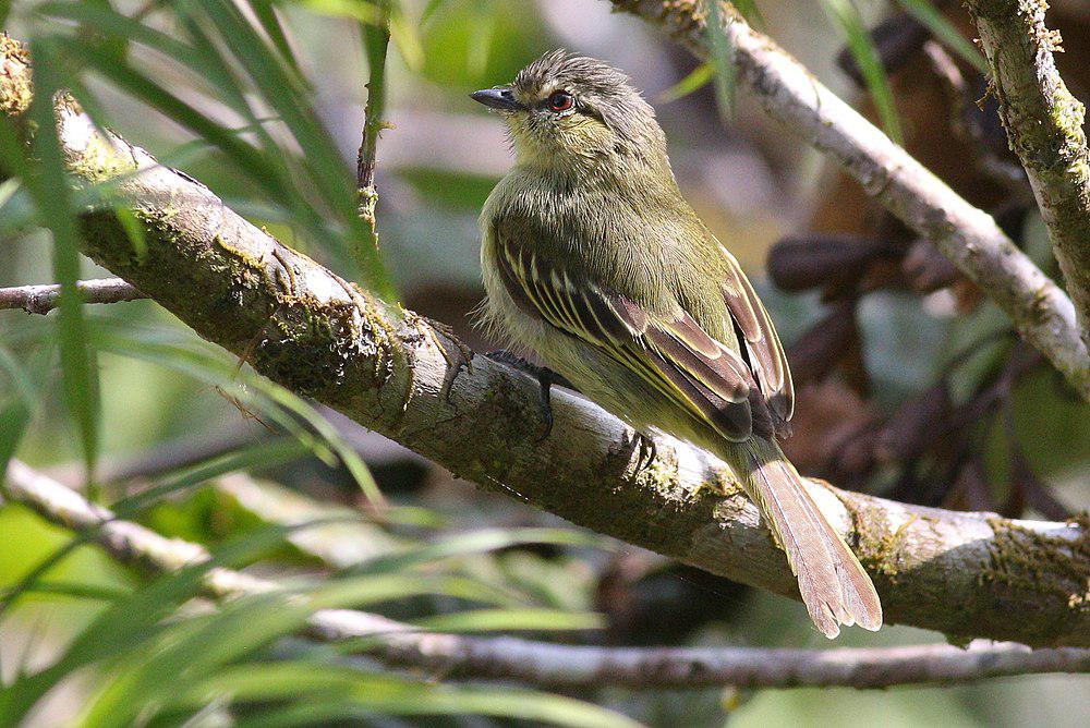 秘鲁小霸鹟 / Peruvian Tyrannulet / Zimmerius viridiflavus