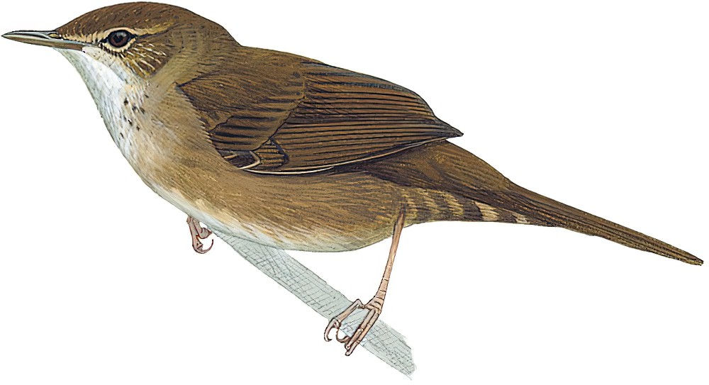 大叻短翅莺 / Dalat Bush Warbler / Locustella idonea