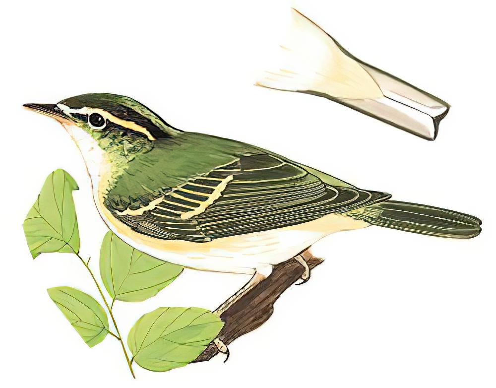 冠纹柳莺 / Claudia\'s Leaf Warbler / Phylloscopus claudiae