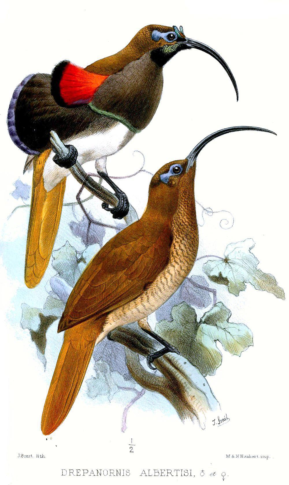 黑嘴镰嘴风鸟 / Black-billed Sicklebill / Drepanornis albertisi