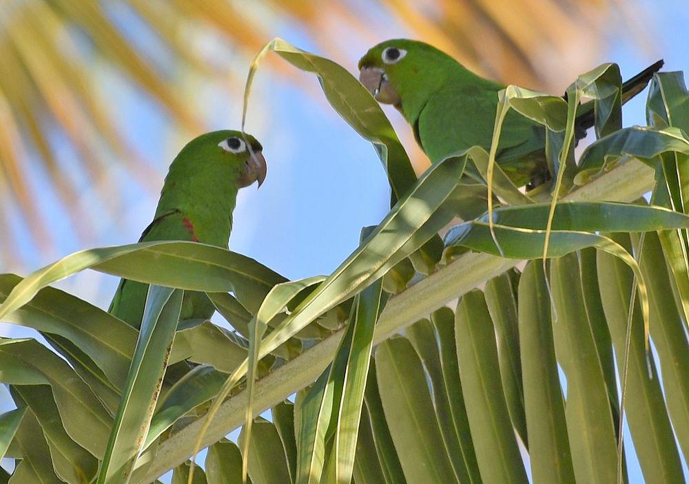 伊岛鹦哥 / Hispaniolan Parakeet / Psittacara chloropterus