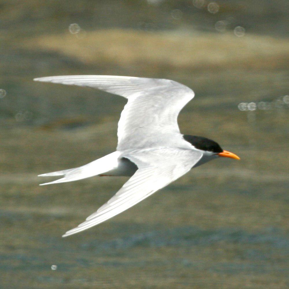 黑额燕鸥 / Black-fronted Tern / Chlidonias albostriatus