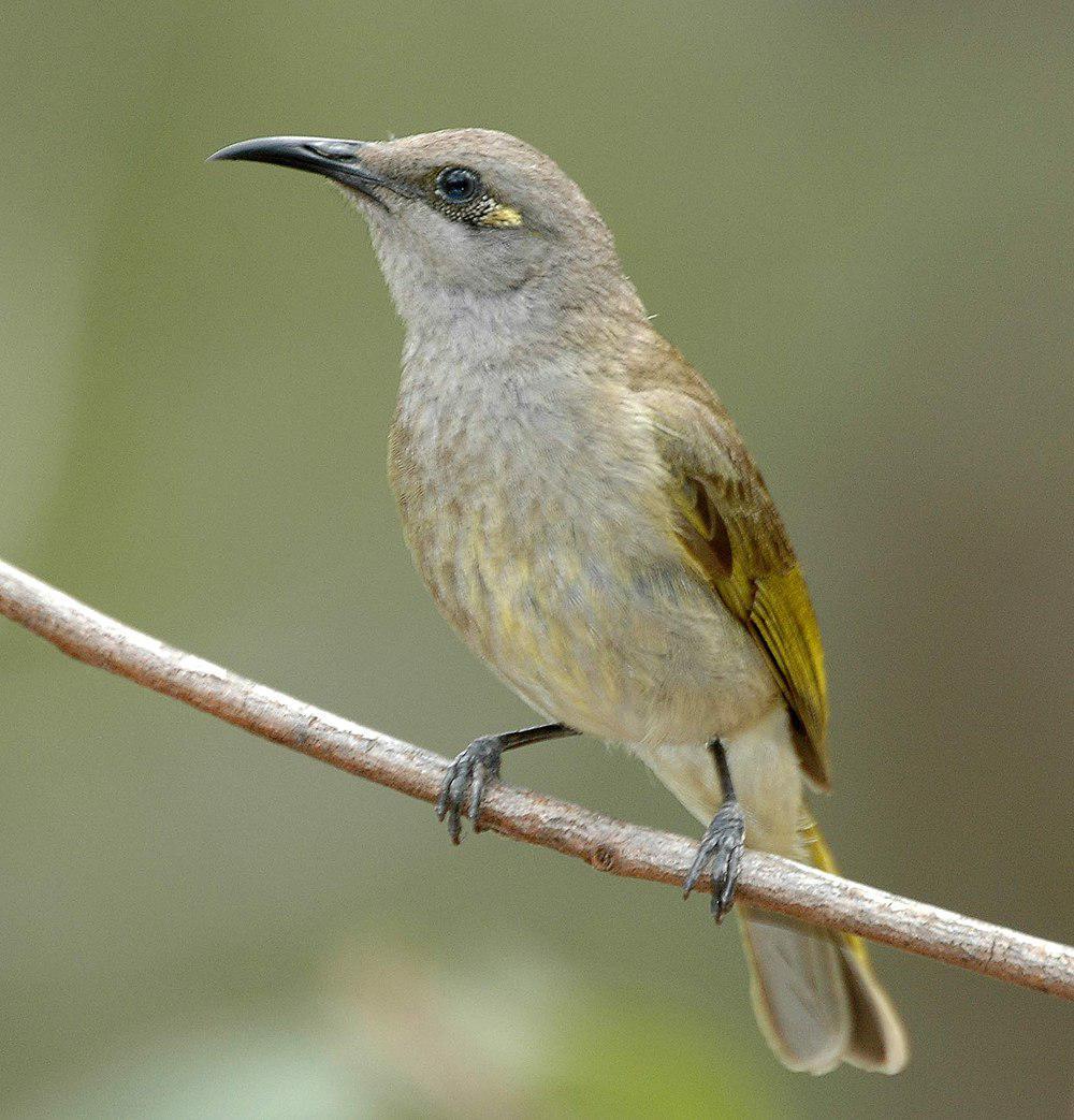 褐岩吸蜜鸟 / Brown Honeyeater / Lichmera indistincta