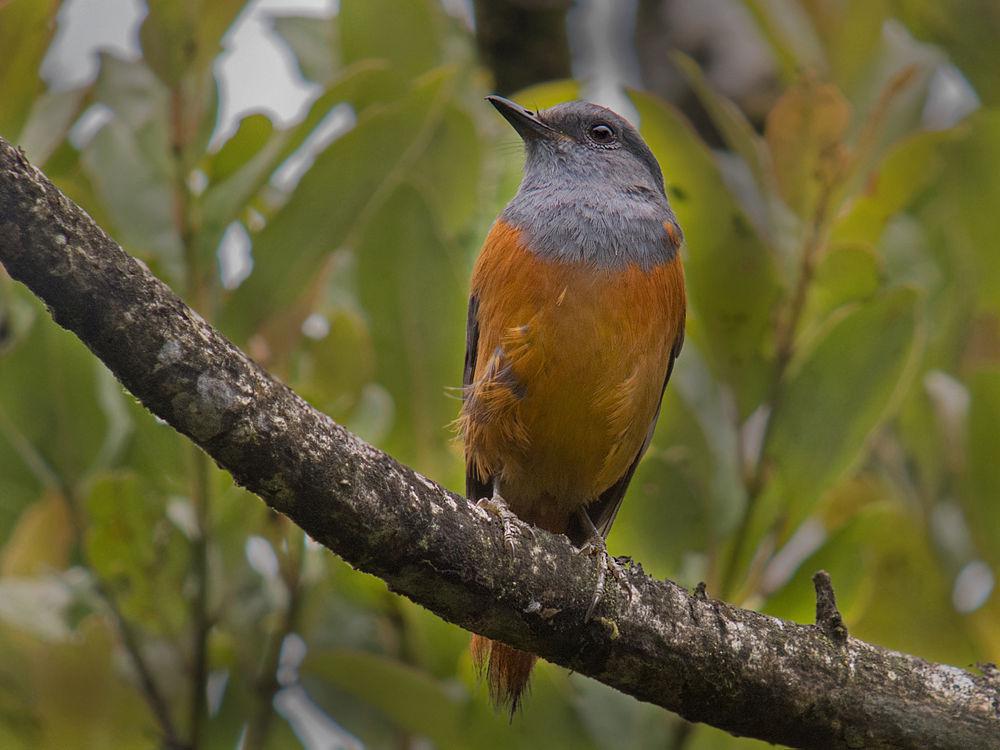 岩鸲鸫 / Forest Rock Thrush / Monticola sharpei