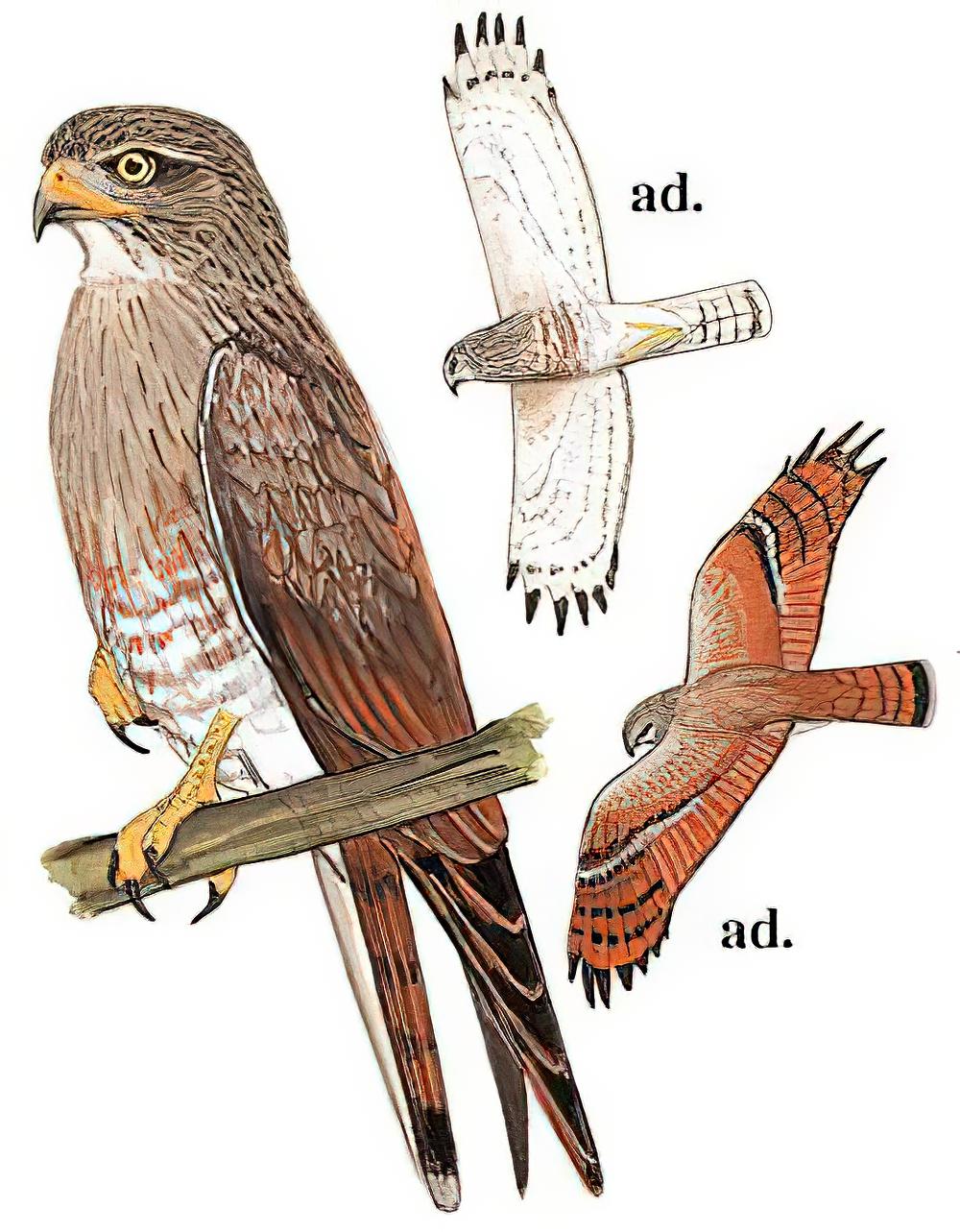 棕翅鵟鹰 / Rufous-winged Buzzard / Butastur liventer