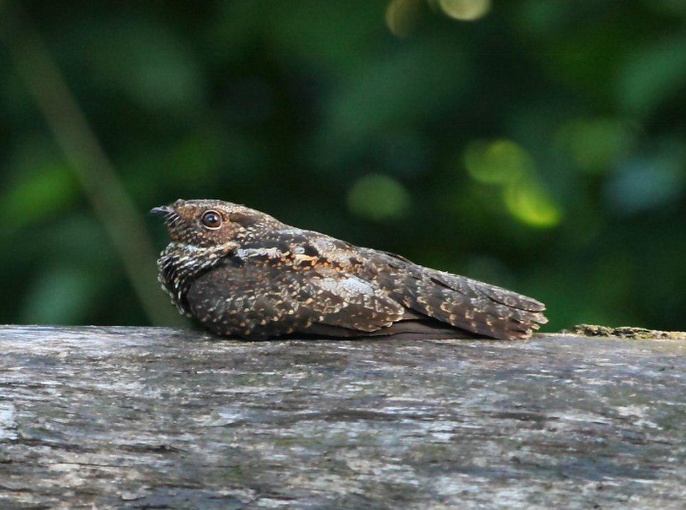 暗色夜鹰 / Blackish Nightjar / Nyctipolus nigrescens