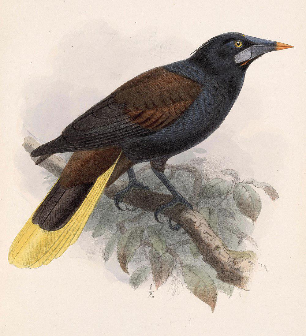 黑拟椋鸟 / Black Oropendola / Psarocolius guatimozinus