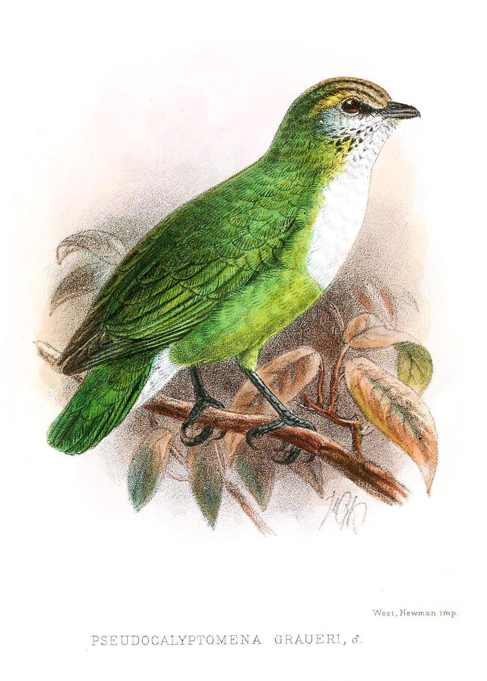 非洲绿阔嘴鸟 / Grauer\'s Broadbill / Pseudocalyptomena graueri