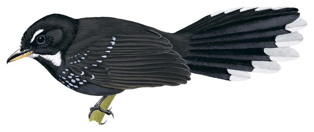黑薮扇尾鹟 / Black Thicket Fantail / Rhipidura maculipectus