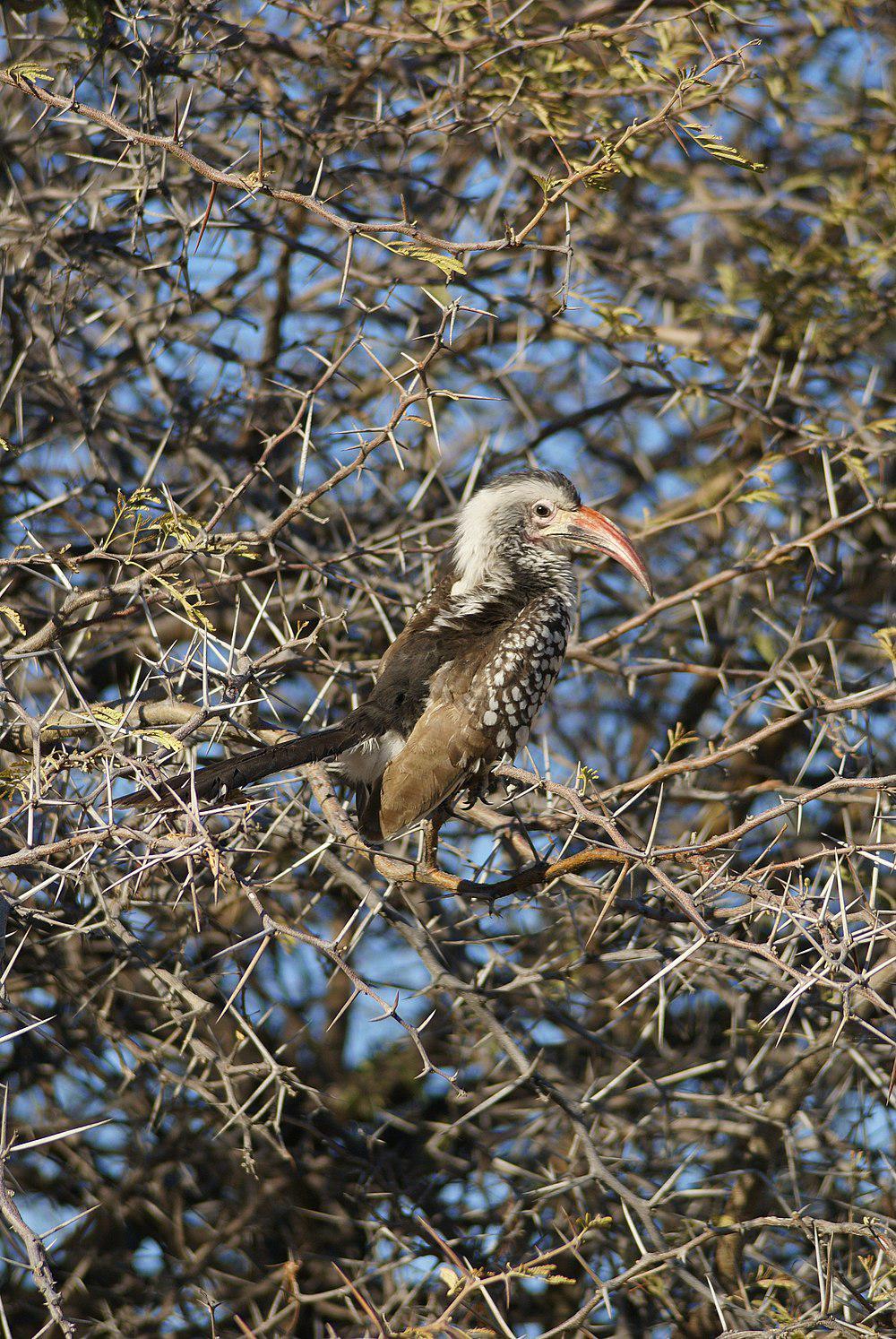 达马拉红嘴犀鸟 / Damara Red-billed Hornbill / Tockus damarensis