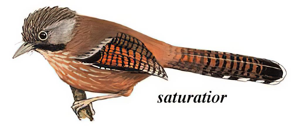 纹胸斑翅鹛 / Streak-throated Barwing / Actinodura waldeni
