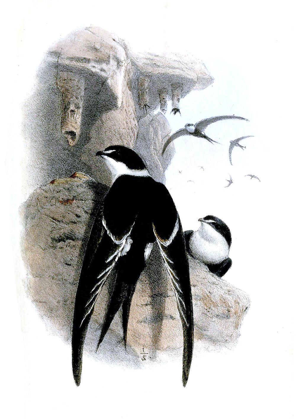 大燕尾雨燕 / Great Swallow-tailed Swift / Panyptila sanctihieronymi