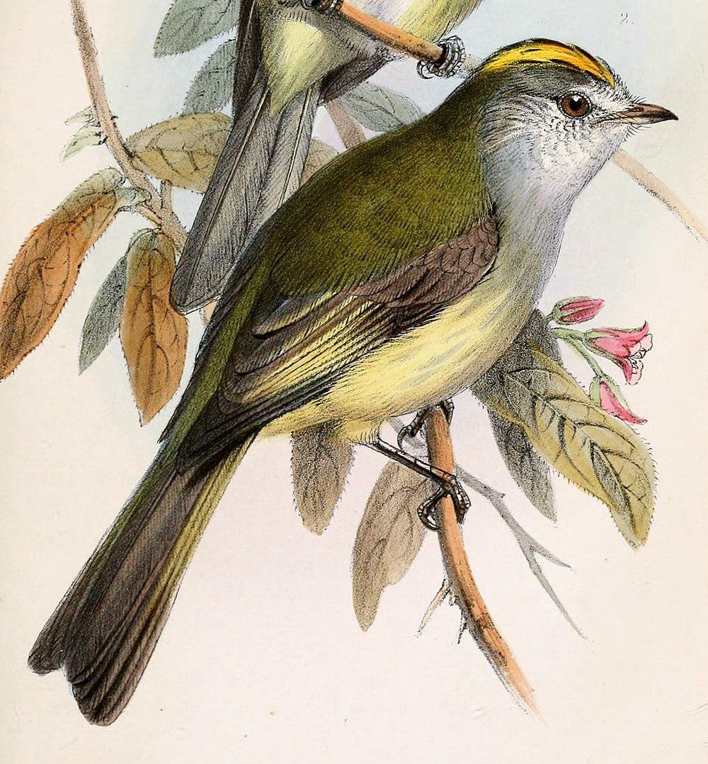 太平洋伊拉鹟 / Pacific Elaenia / Myiopagis subplacens