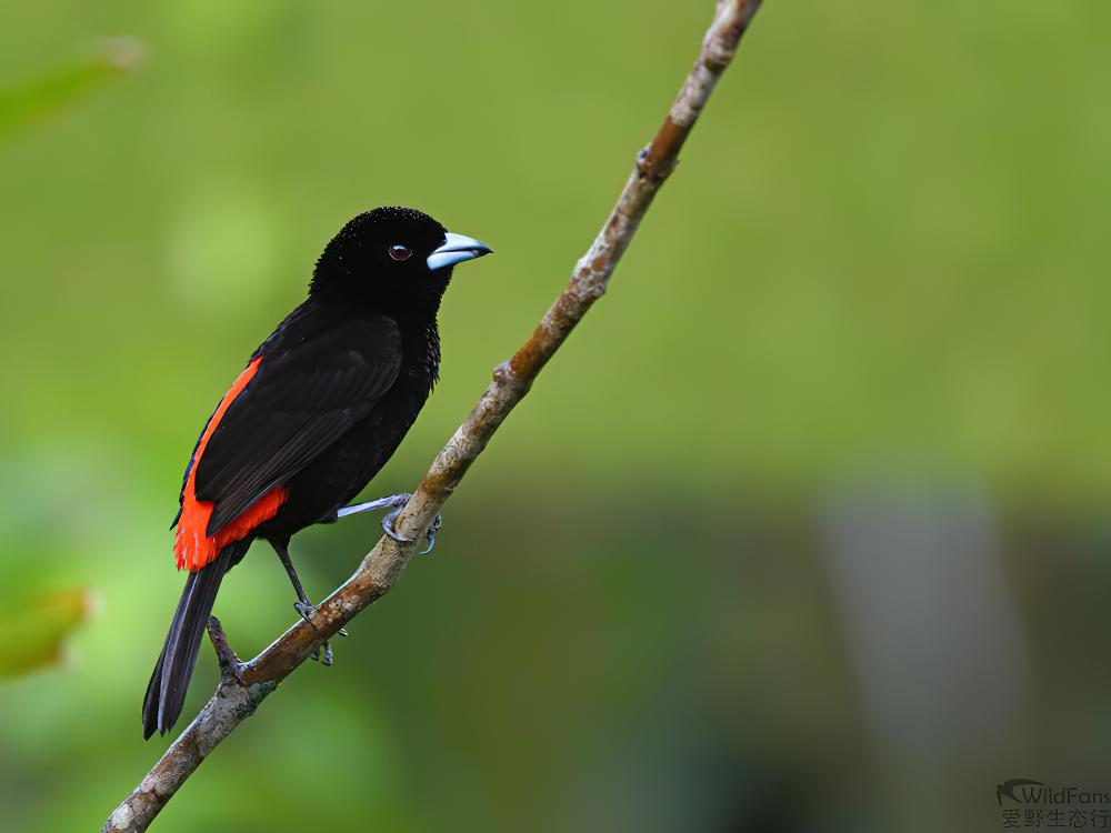 红腰厚嘴唐纳雀 / Scarlet-rumped Tanager / Ramphocelus passerinii