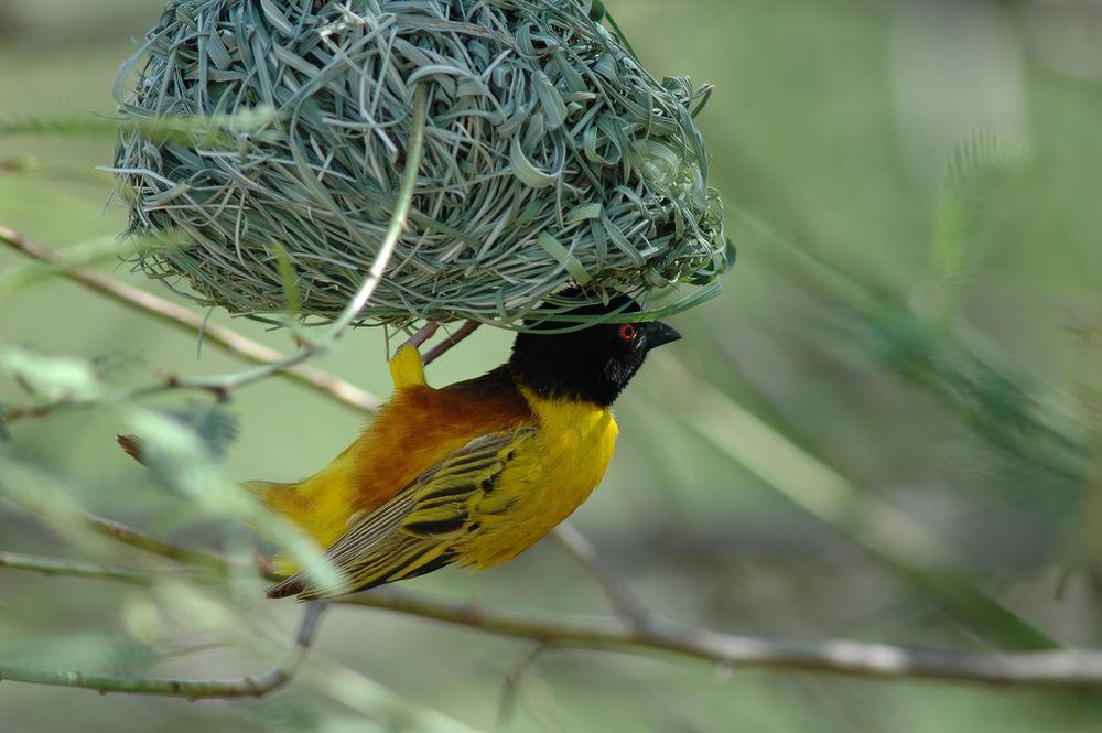 苏丹金背织雀 / Golden-backed Weaver / Ploceus jacksoni