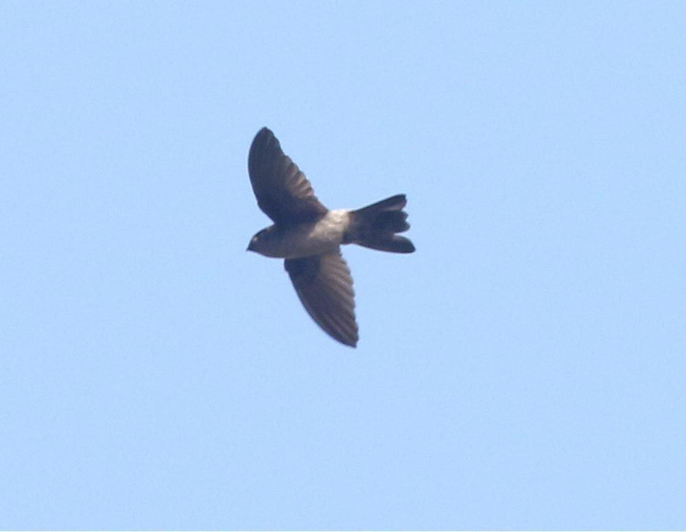 澳大利亚金丝燕 / Australian Swiftlet / Aerodramus terraereginae