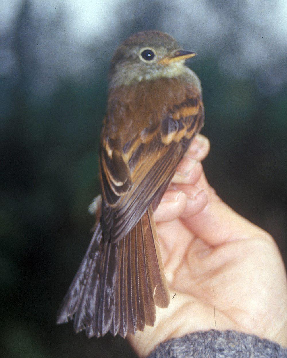 巴西斑翅霸鹟 / Roraiman Flycatcher / Myiophobus roraimae