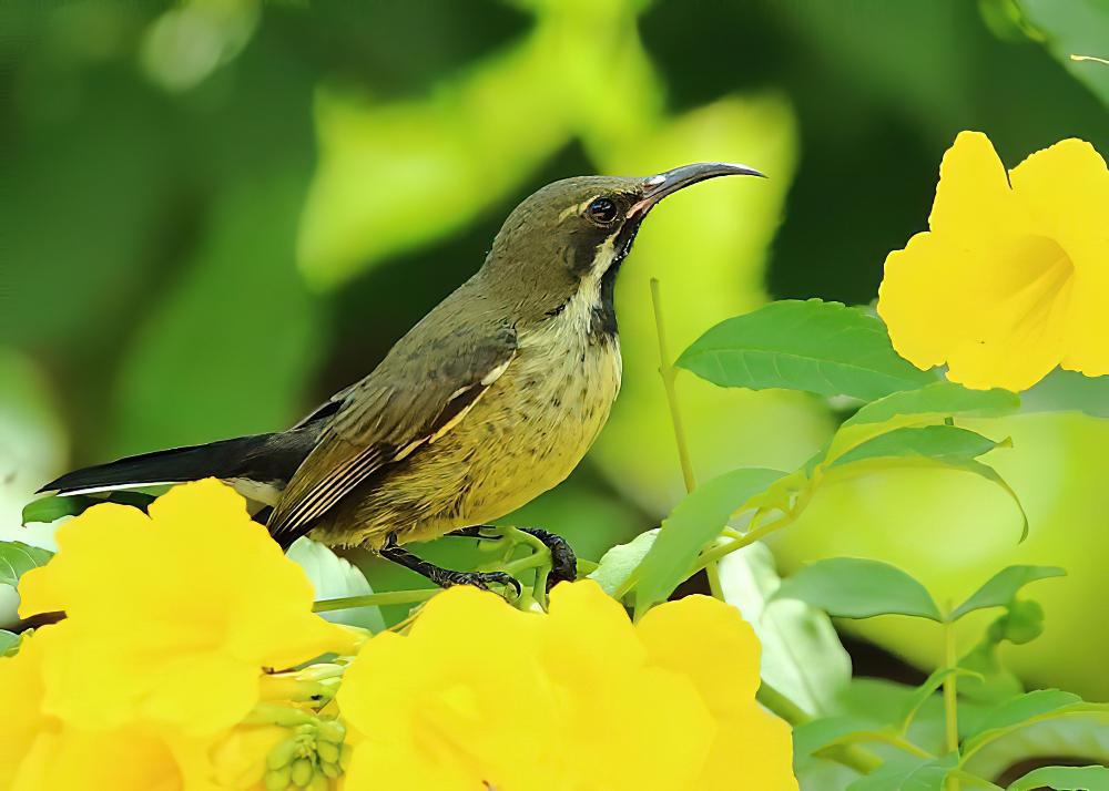 辉花蜜鸟 / Shining Sunbird / Cinnyris habessinicus