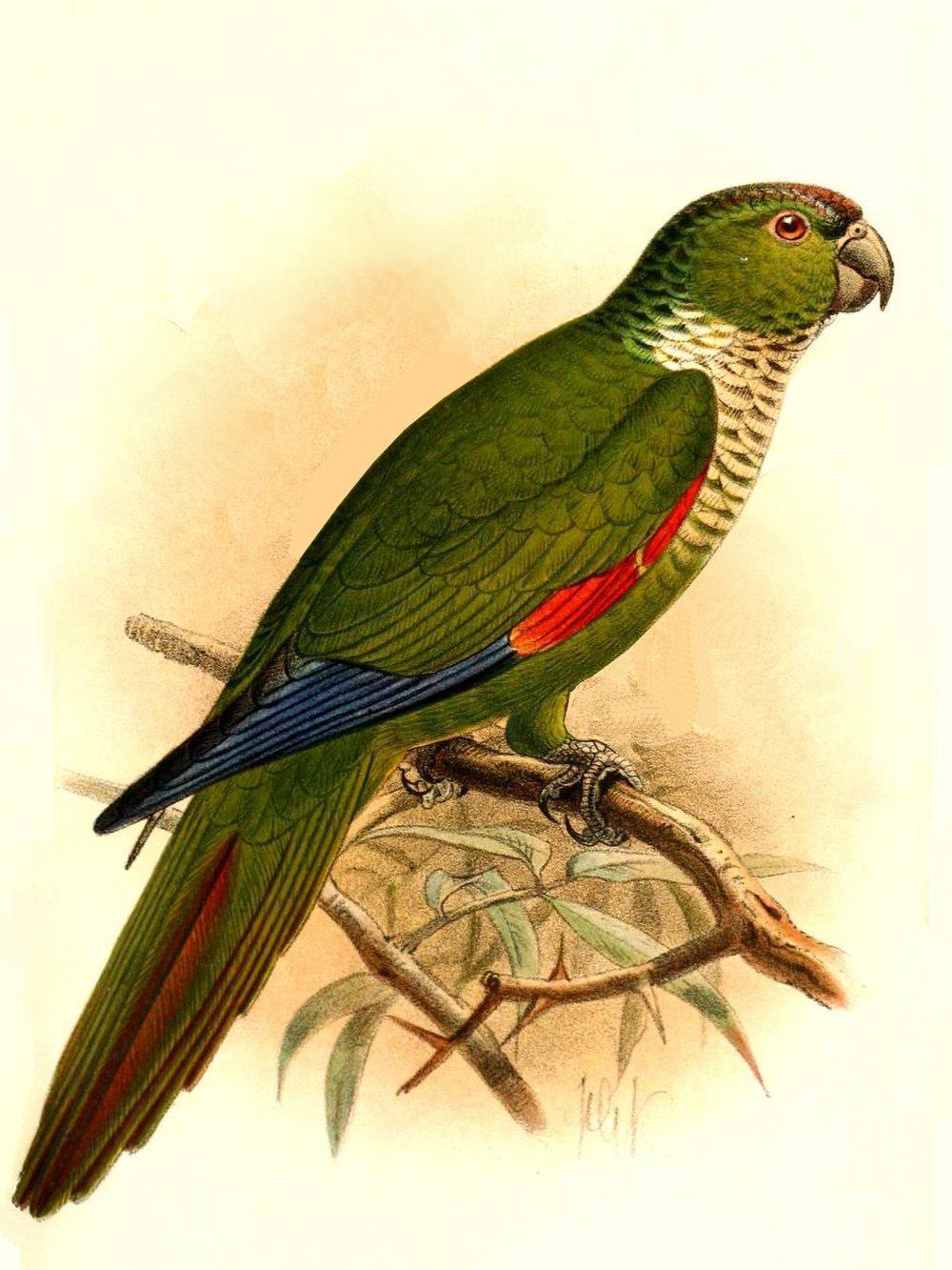 栗尾鹦哥 / Maroon-tailed Parakeet / Pyrrhura melanura