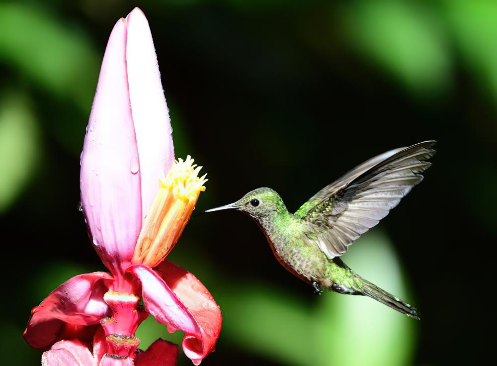 鳞胸刀翅蜂鸟 / Scaly-breasted Hummingbird / Phaeochroa cuvierii