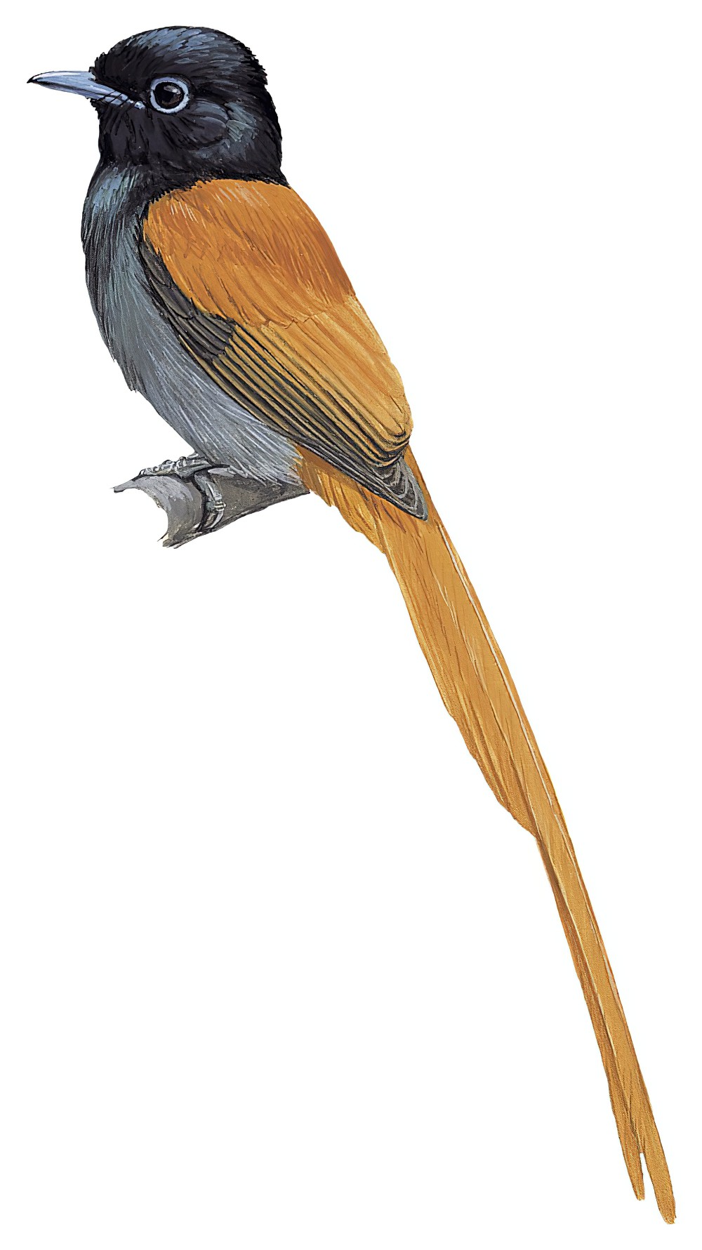 棕臀寿带 / Rufous-vented Paradise Flycatcher / Terpsiphone rufocinerea