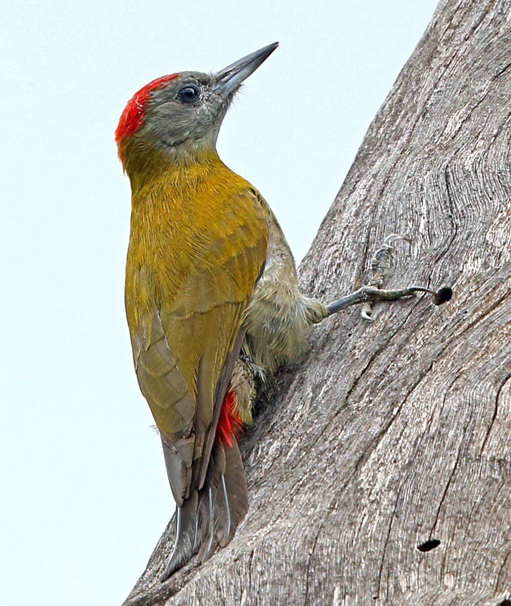 非洲灰啄木鸟 / Olive Woodpecker / Dendropicos griseocephalus