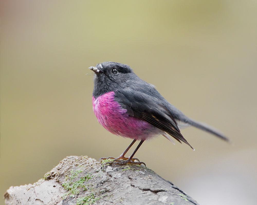 粉红鸲鹟 / Pink Robin / Petroica rodinogaster