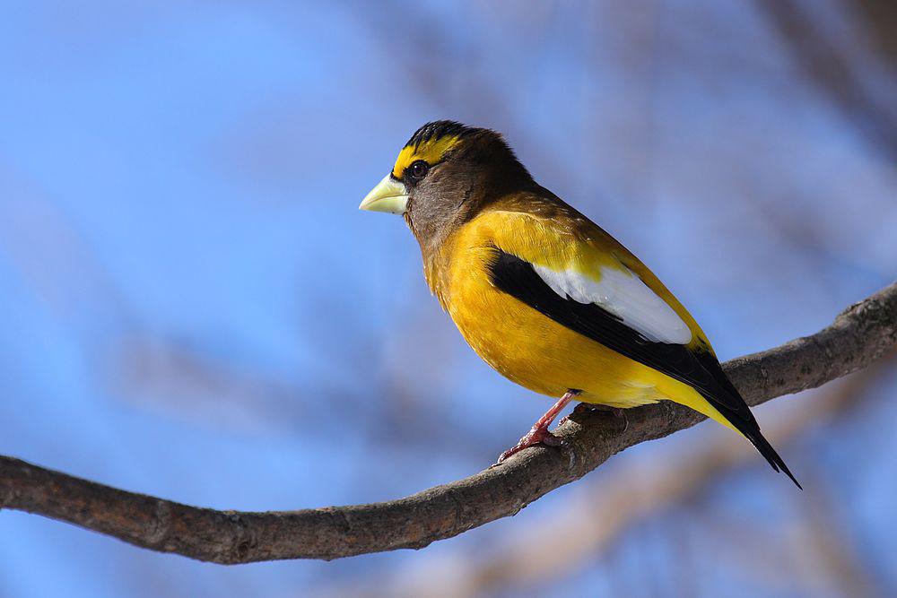 黄昏锡嘴雀 / Evening Grosbeak / Hesperiphona vespertina