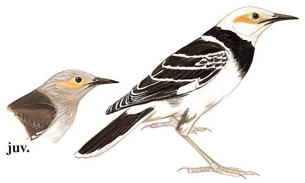 黑领椋鸟 / Black-collared Starling / Gracupica nigricollis