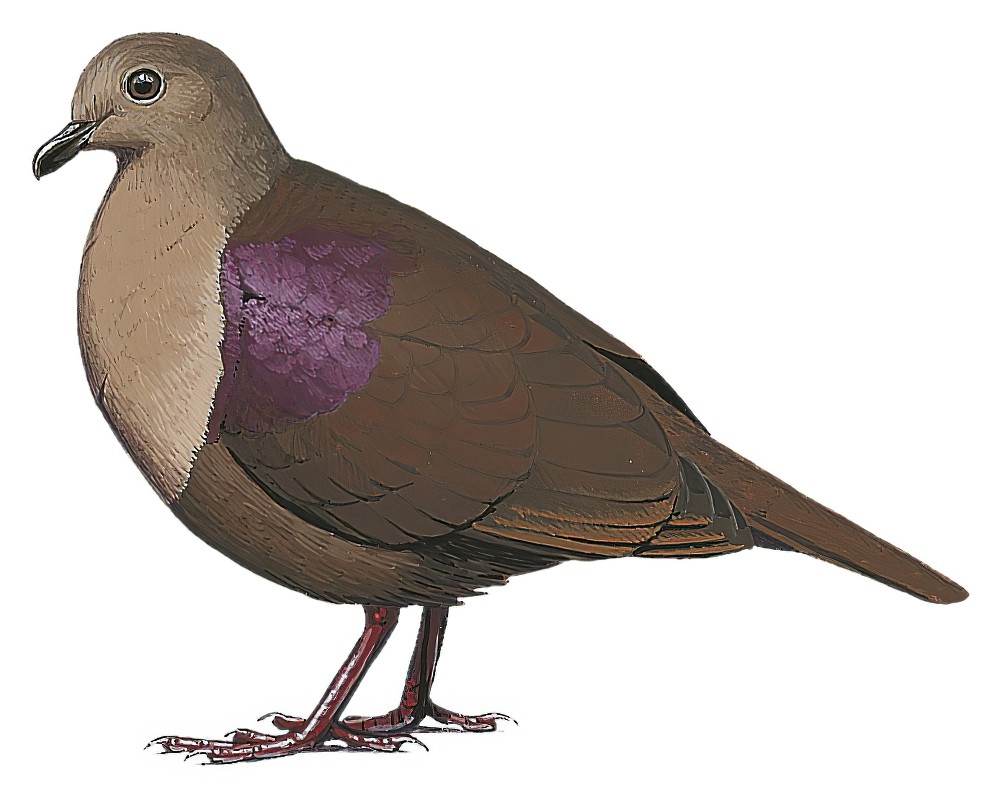 厚嘴鸡鸠 / Thick-billed Ground Dove / Pampusana salamonis