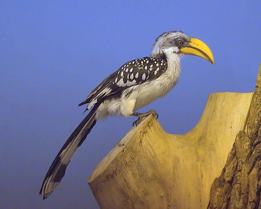 黄弯嘴犀鸟 / Eastern Yellow-billed Hornbill / Tockus flavirostris