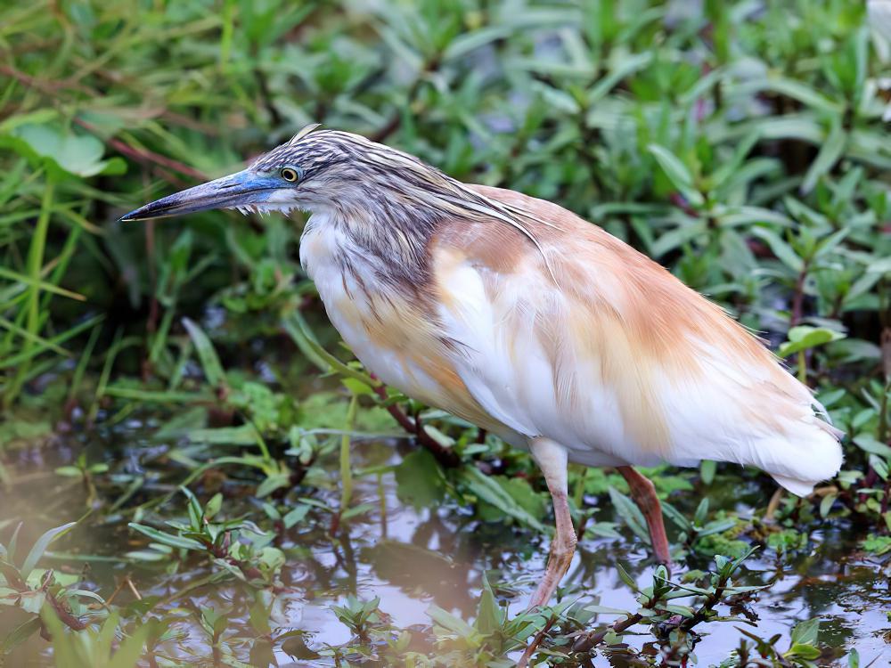 白翅黄池鹭 / Squacco Heron / Ardeola ralloides